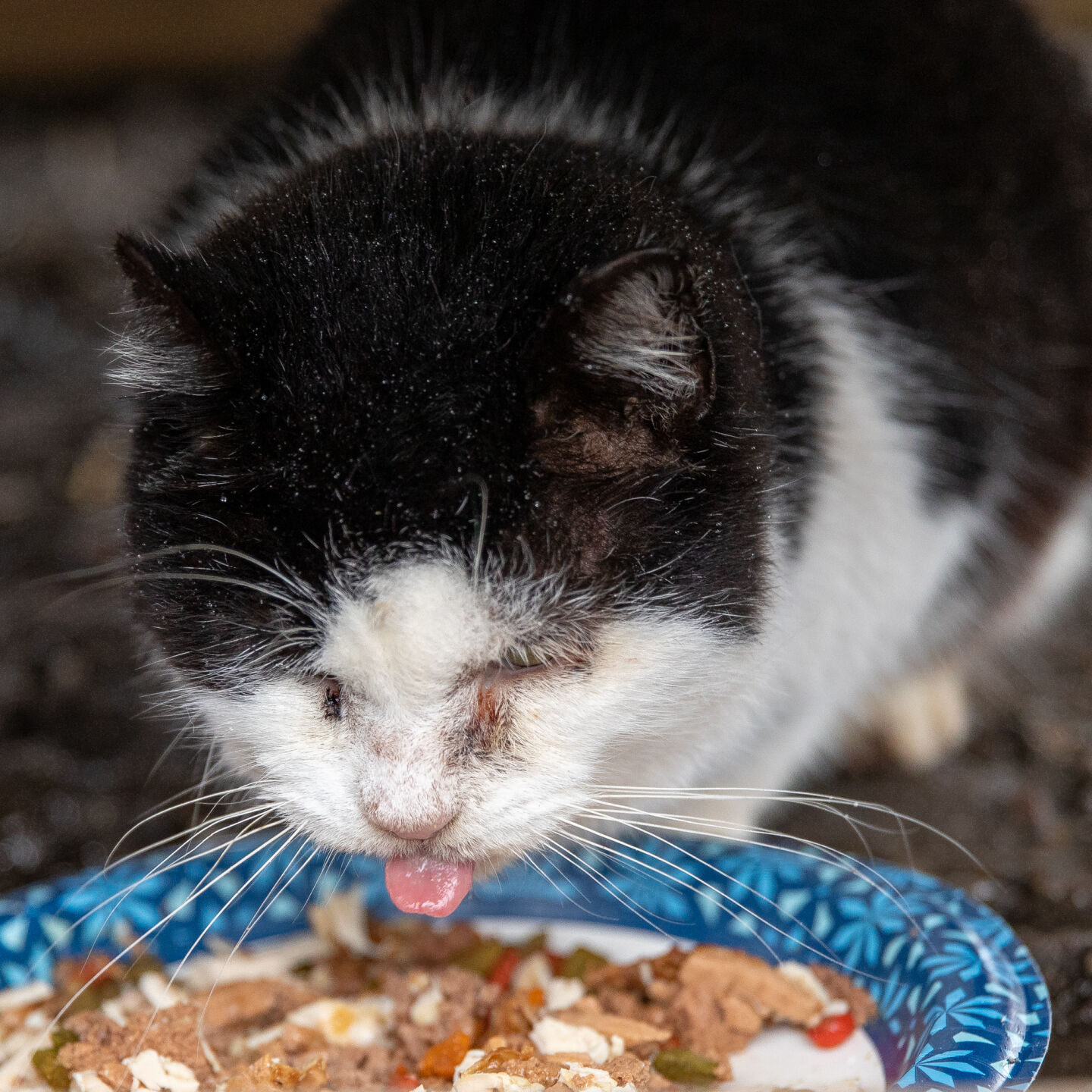 Keeping stray cats safe